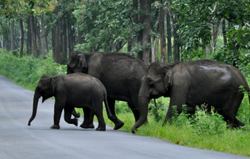 low price Shikara Boats